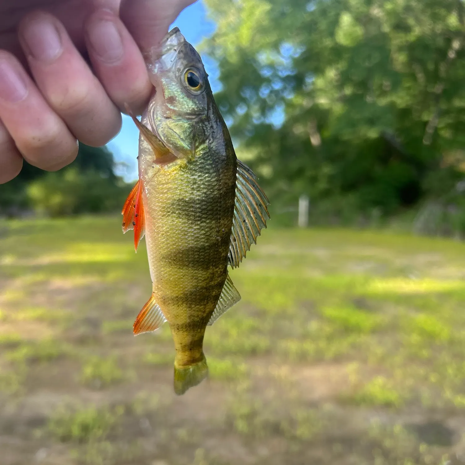 Yellow perch caught on Fishbrain