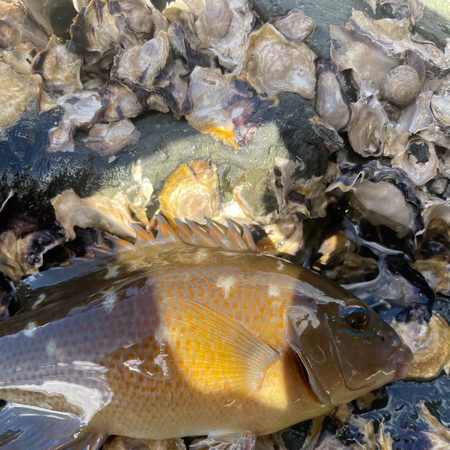 Eastern blue groper caught on Fishbrain