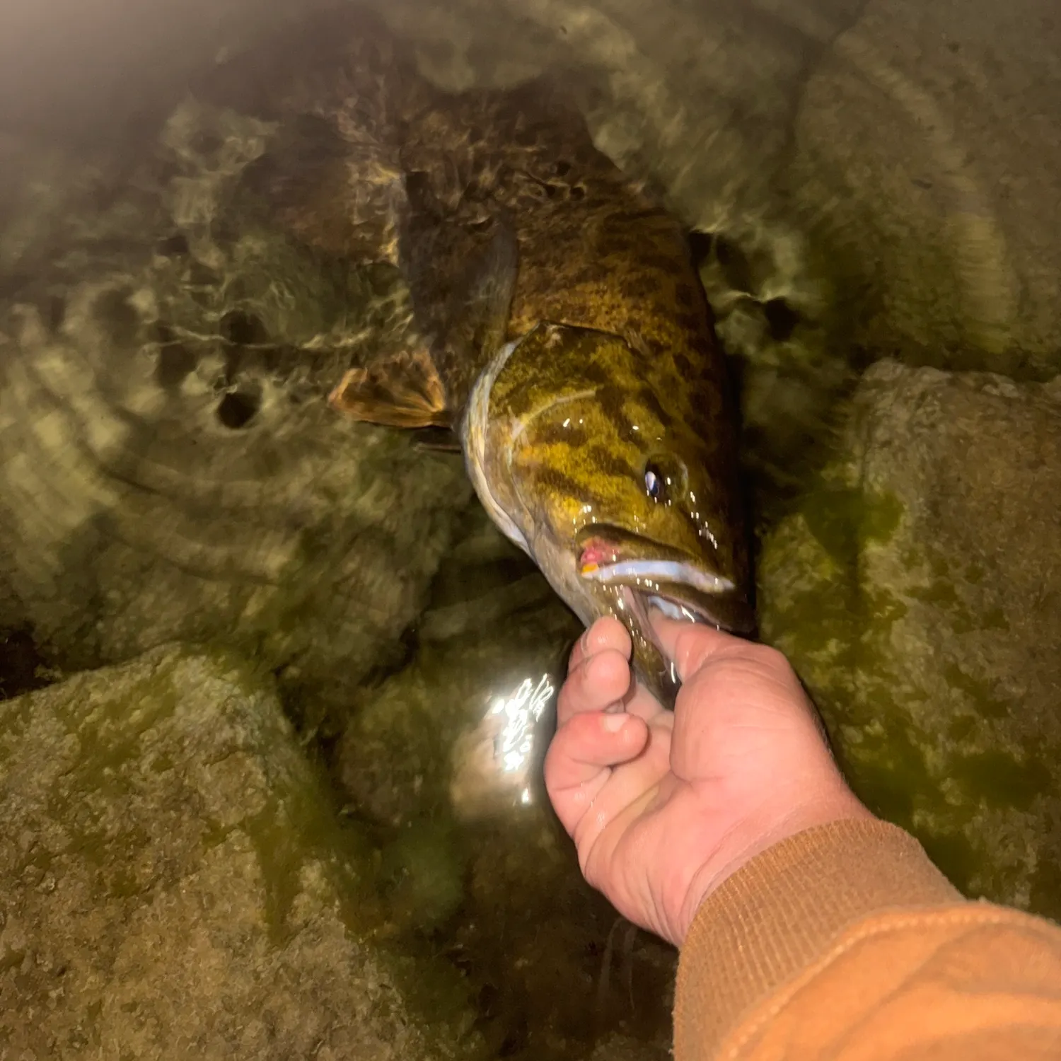 Fish caught on Fishbrain