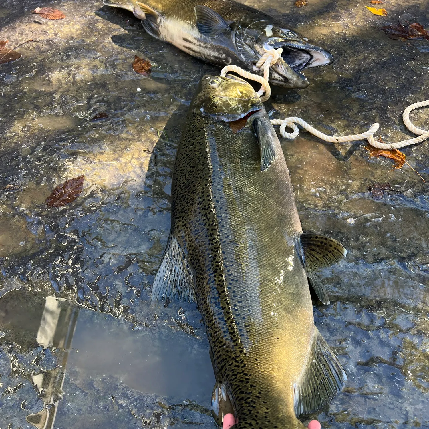 Chinook salmon caught on Fishbrain