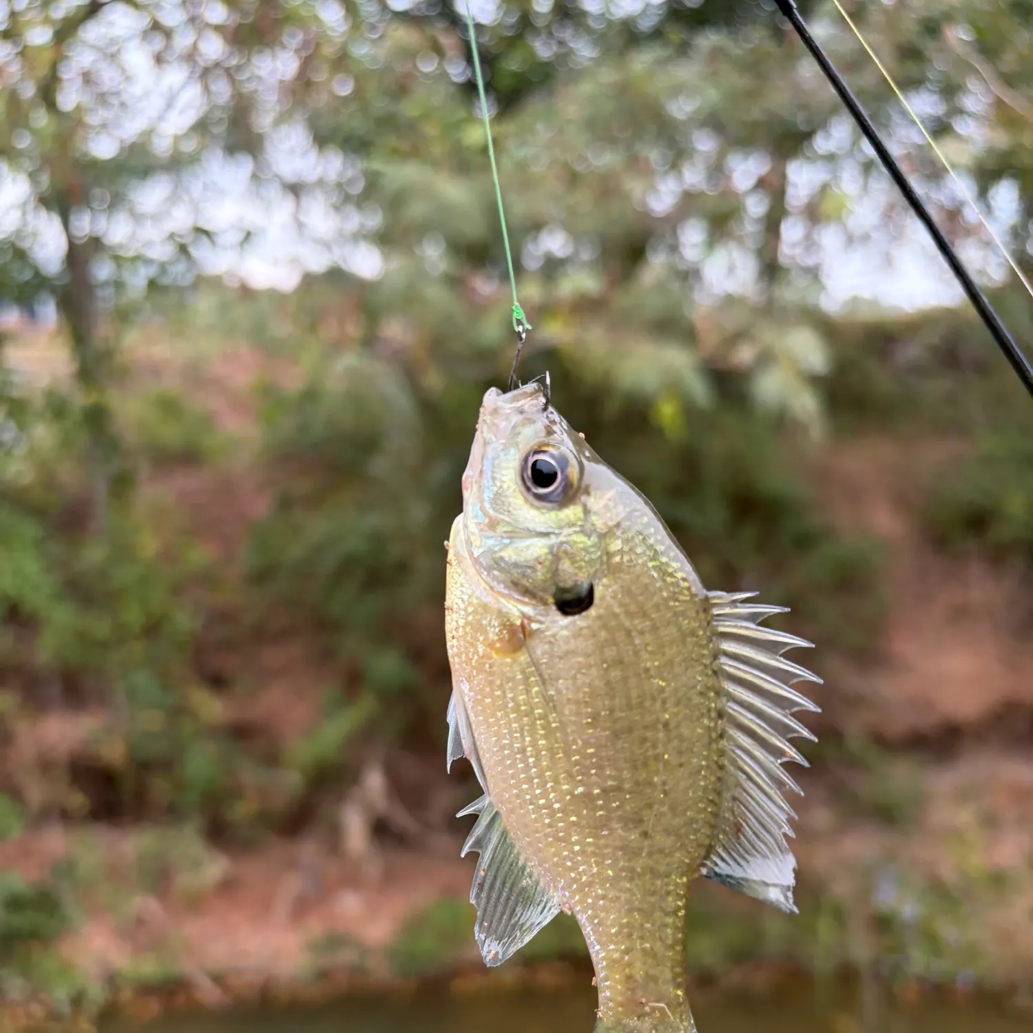 Bluegill caught on Fishbrain
