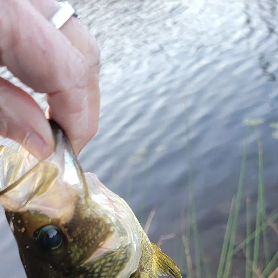 The most recent Black crappie catches on Fishbrain