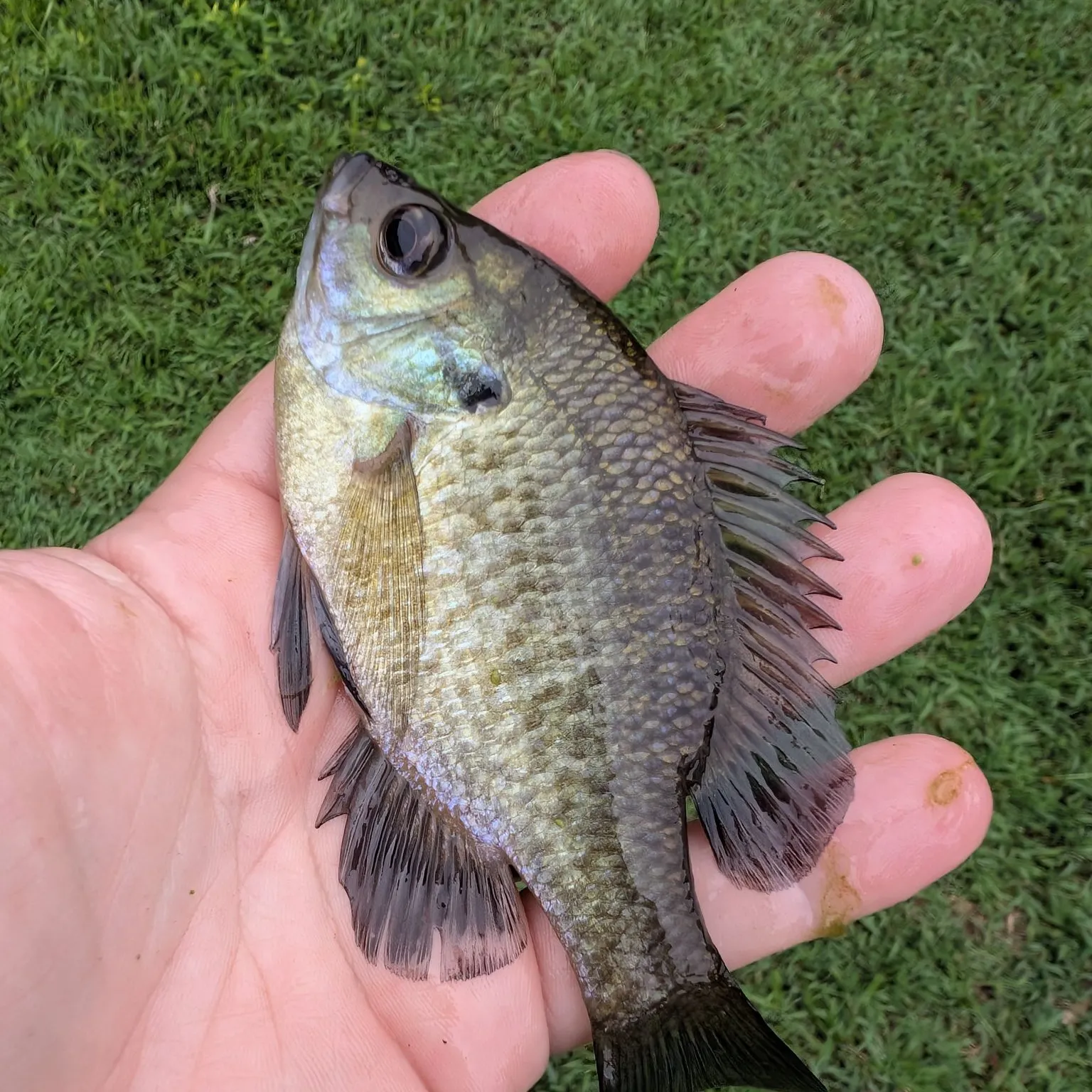 Bluegill caught on Fishbrain