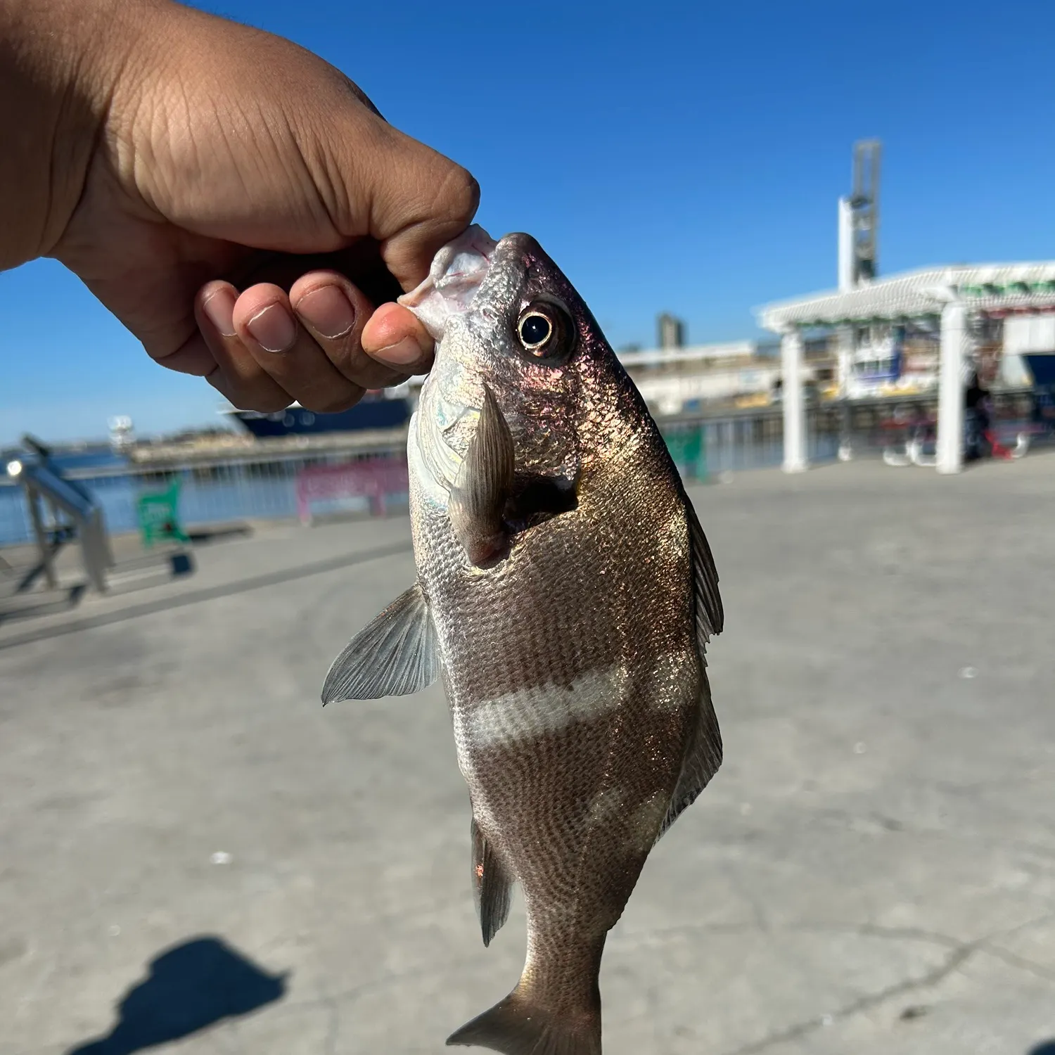 The most recent Black croaker catches on Fishbrain