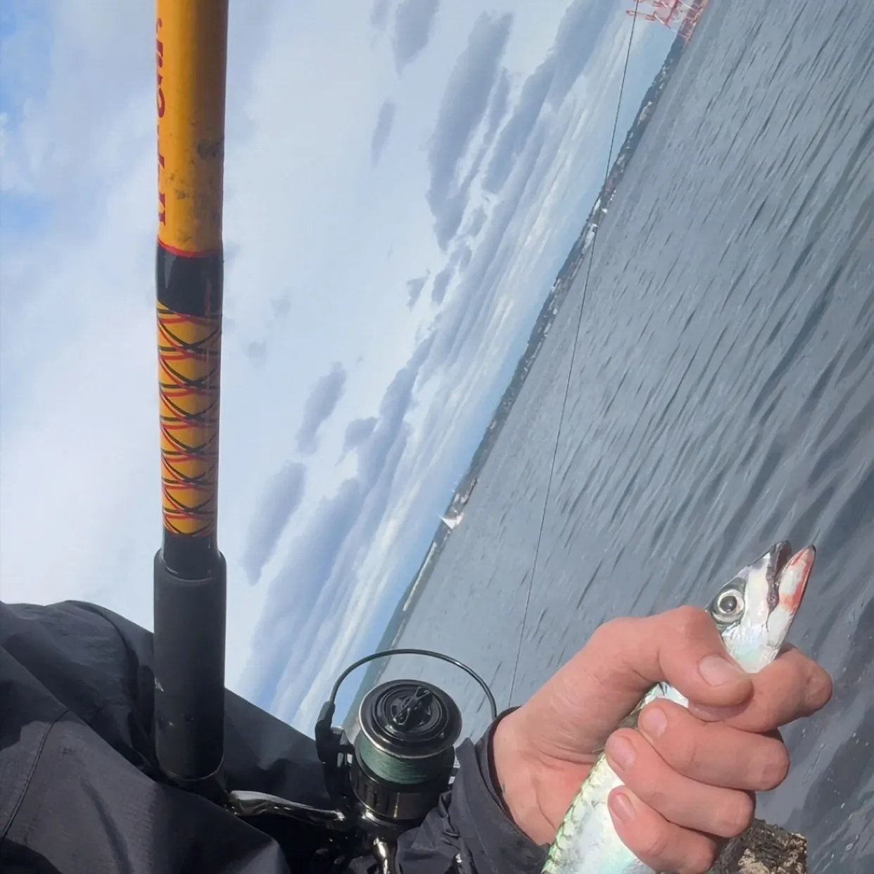 Atlantic mackerel caught on Fishbrain