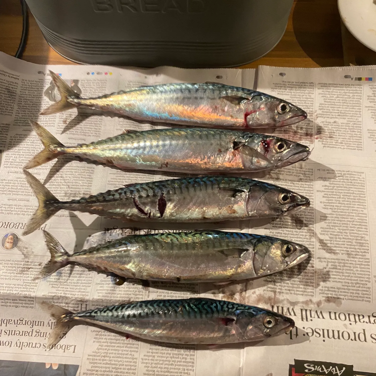 recently logged catches