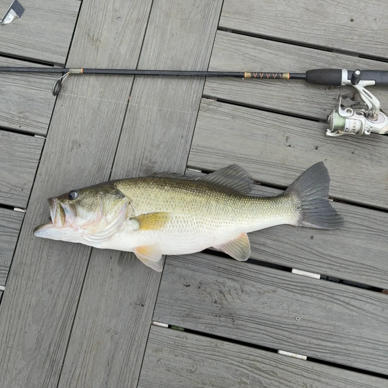 Largemouth bass caught on Fishbrain