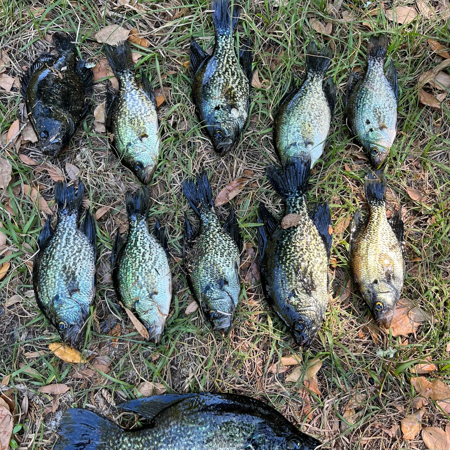The most recent Black crappie catches on Fishbrain