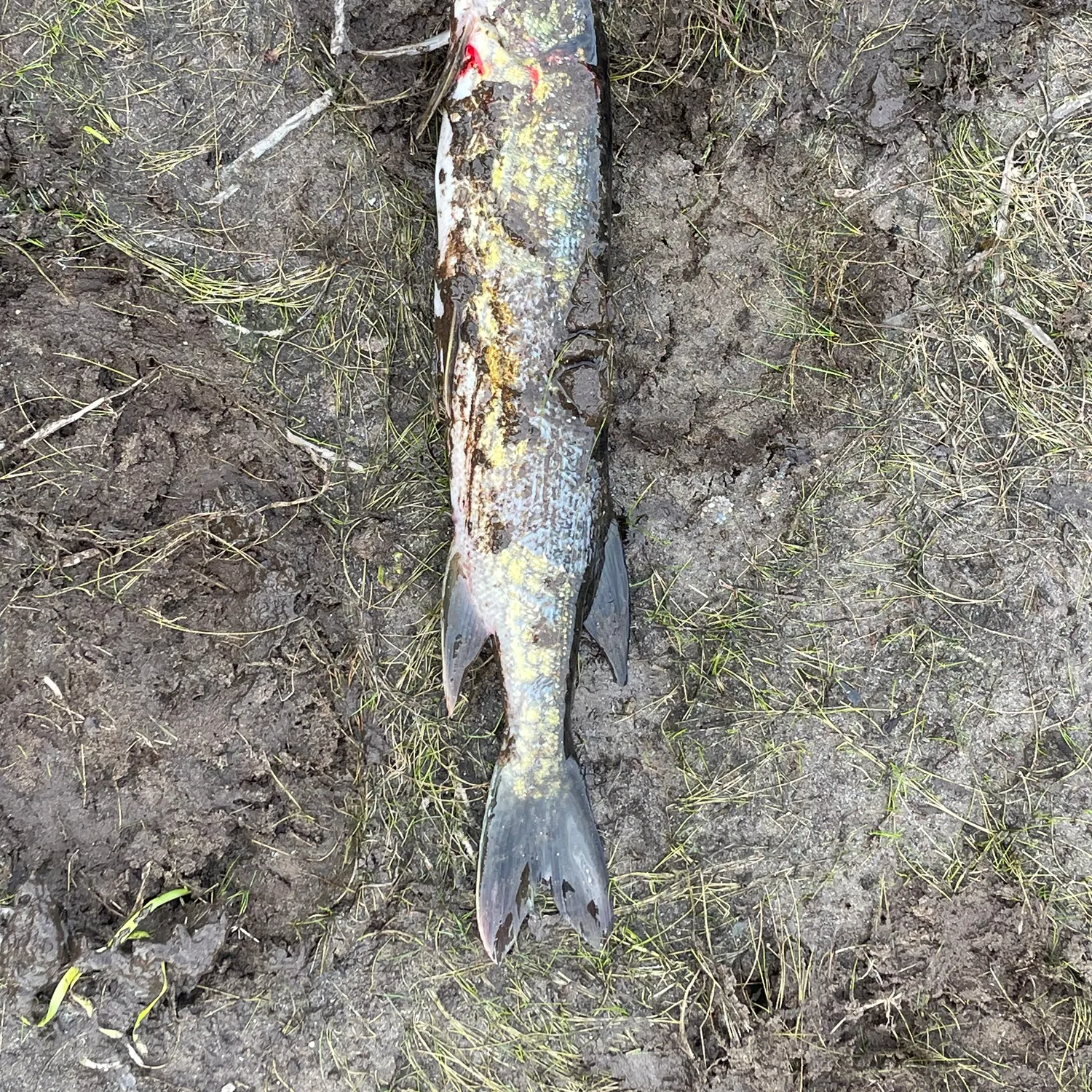 Fish caught on Fishbrain