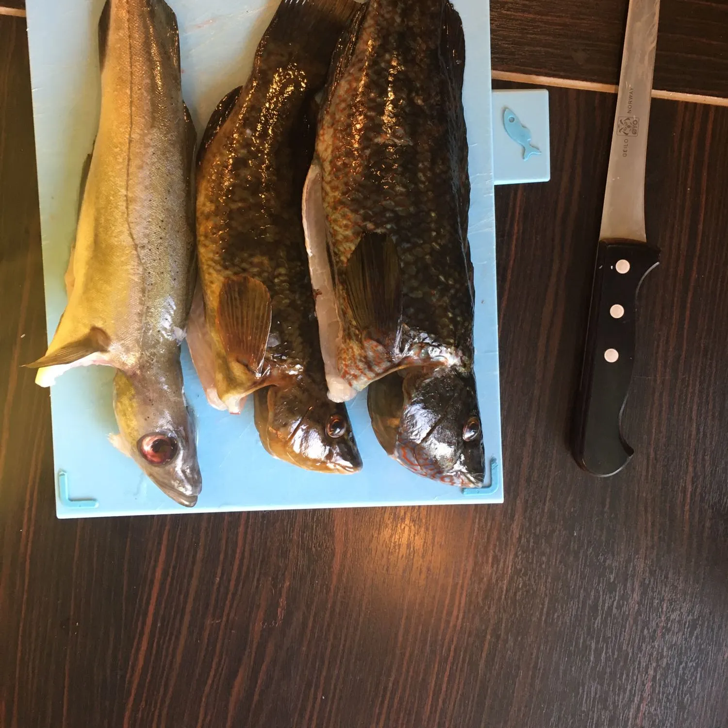 recently logged catches