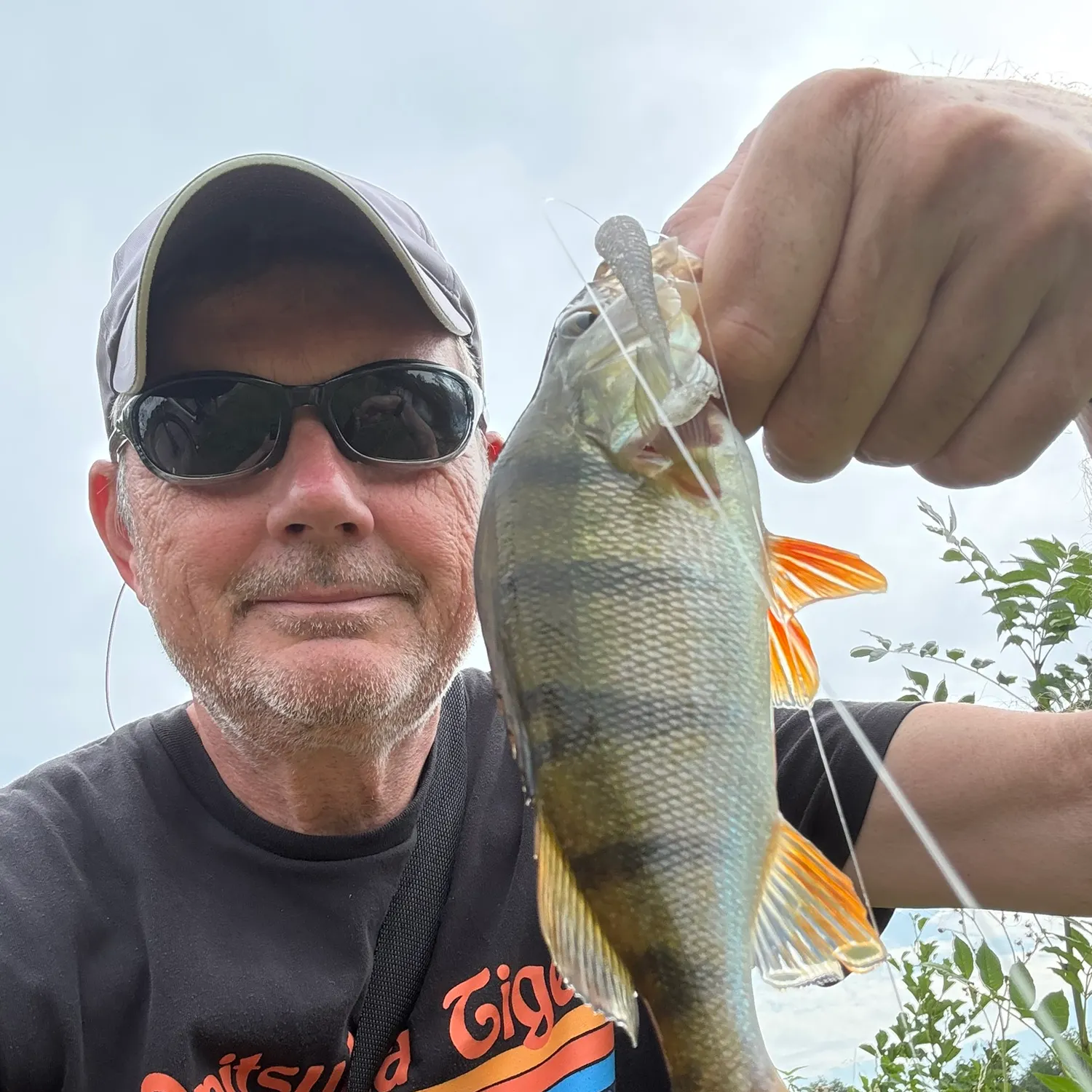 European perch caught on Fishbrain