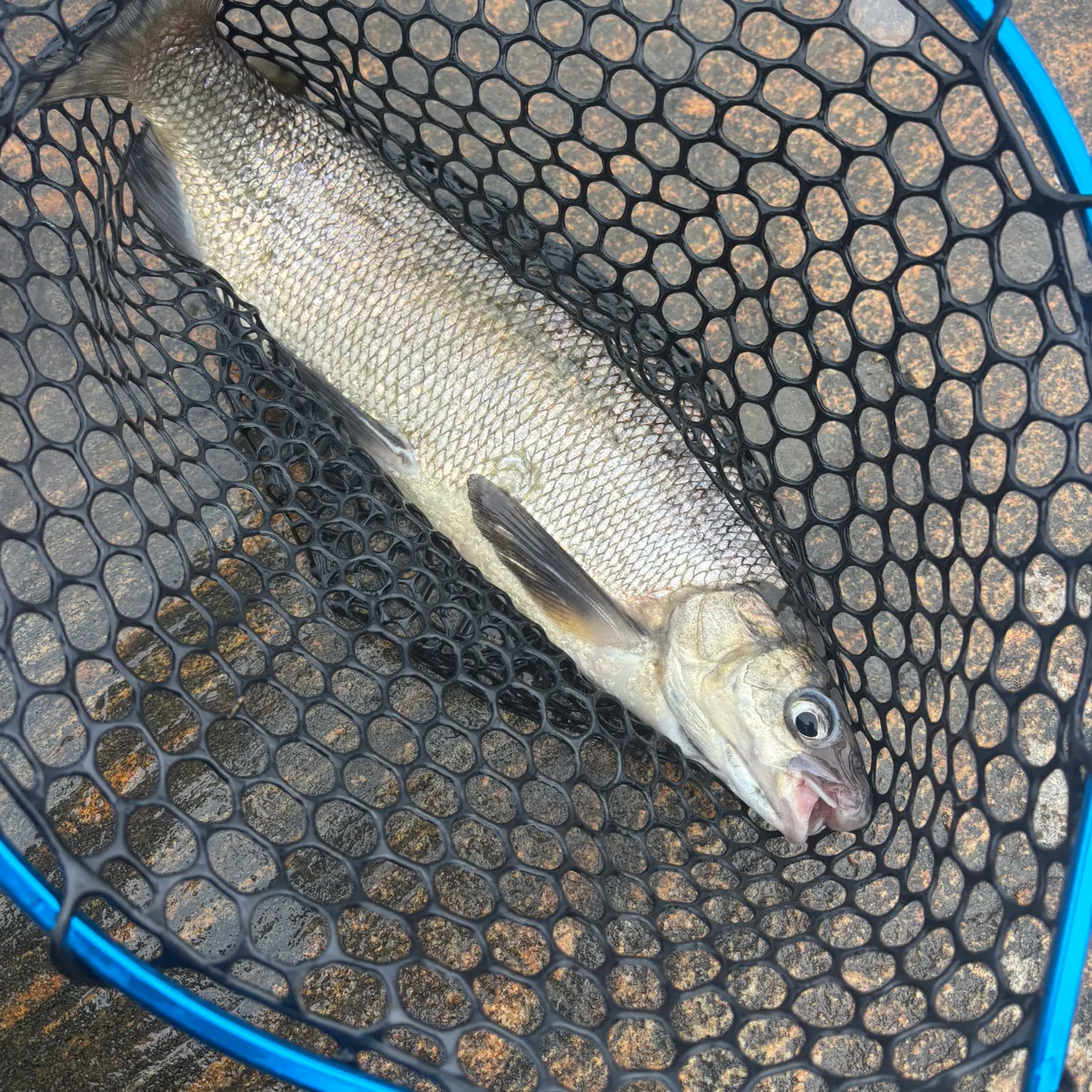 Lake whitefish caught on Fishbrain