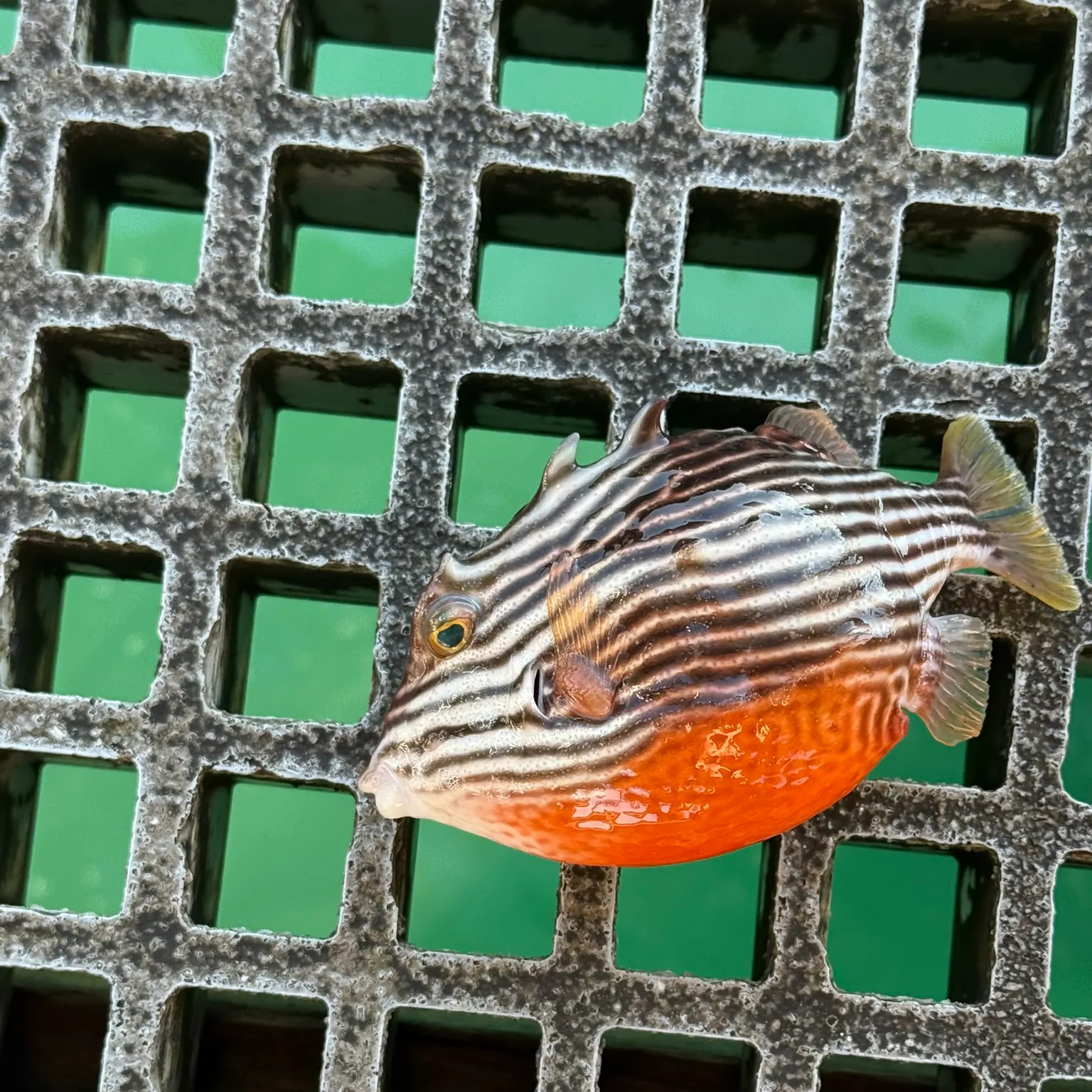 The most recent Ornate cowfish catches on Fishbrain