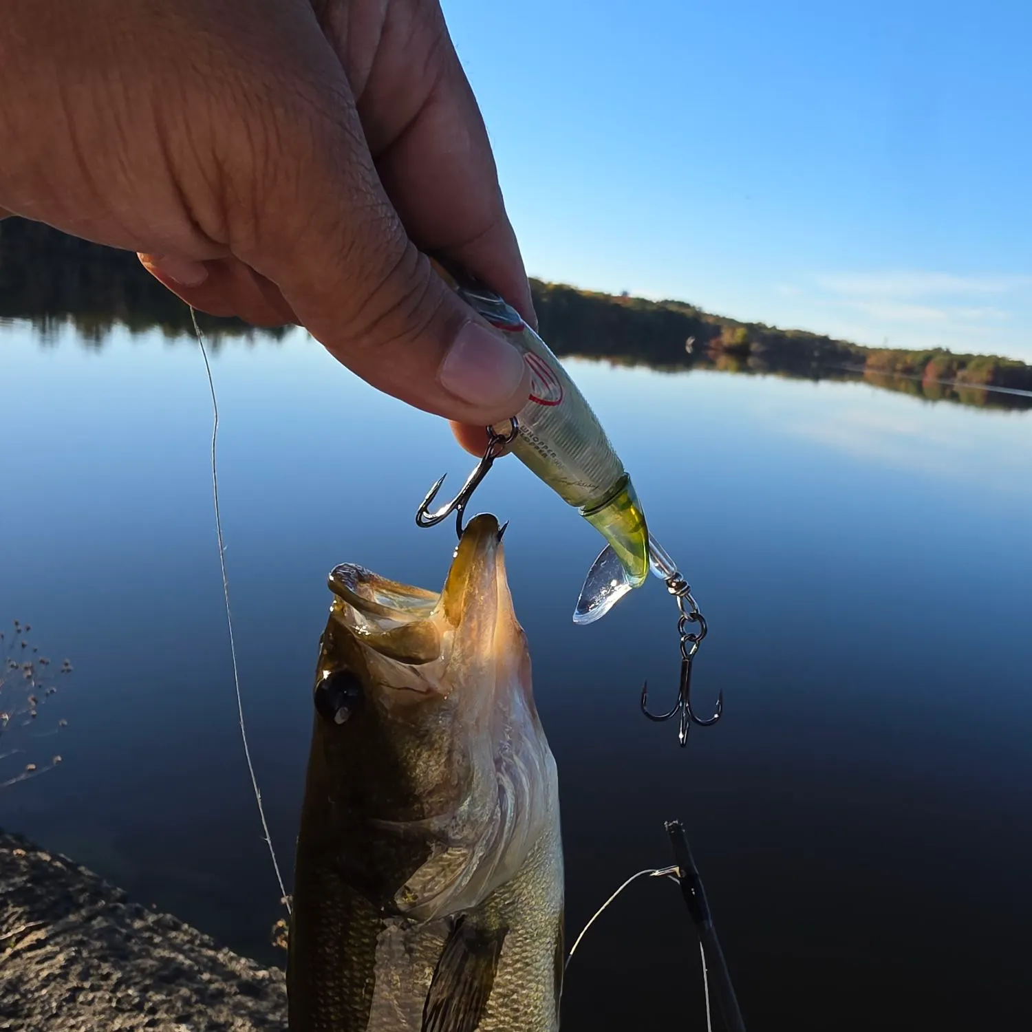 Largemouth bass caught on Fishbrain