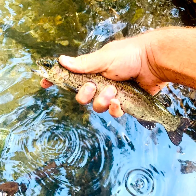 Rainbow trout caught on Fishbrain