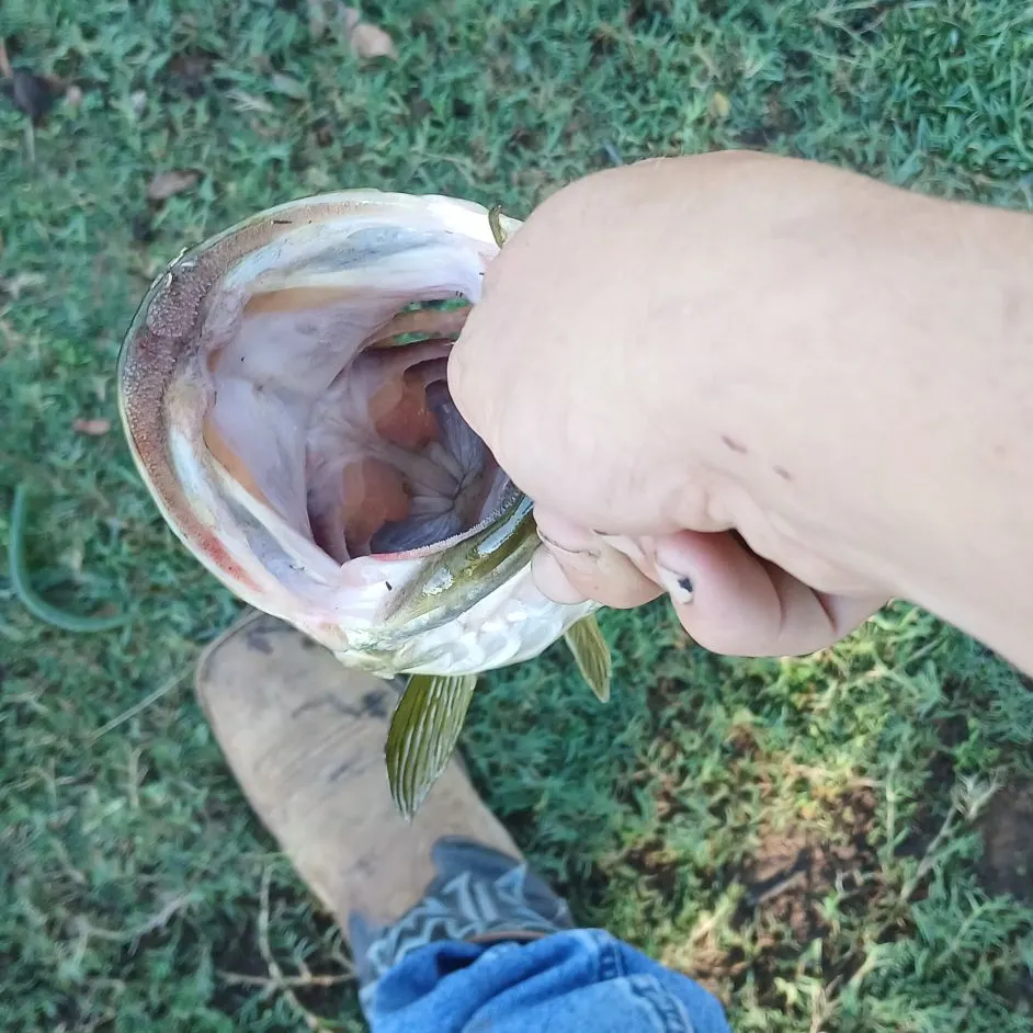 The most recent American eel catches on Fishbrain