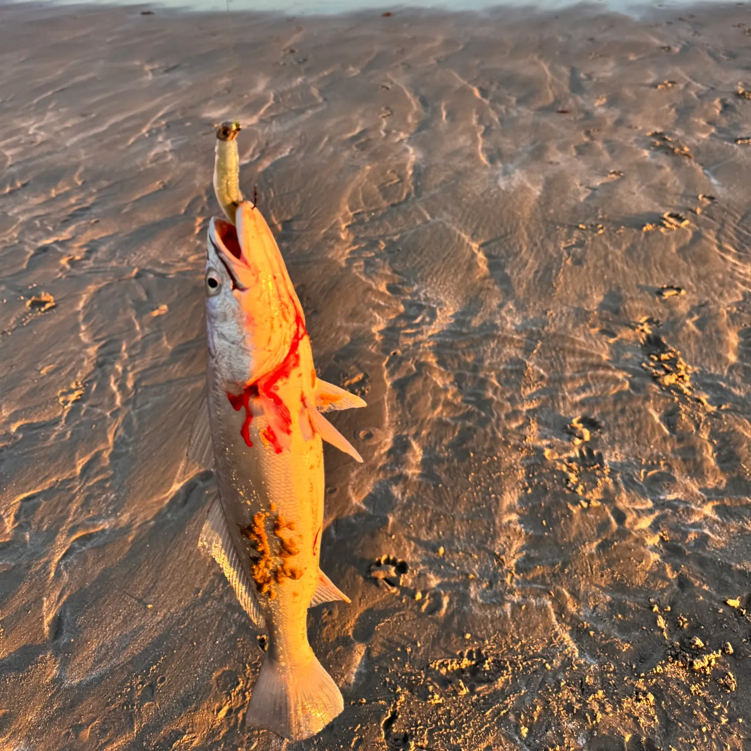 The most recent Shortfin corvina catches on Fishbrain