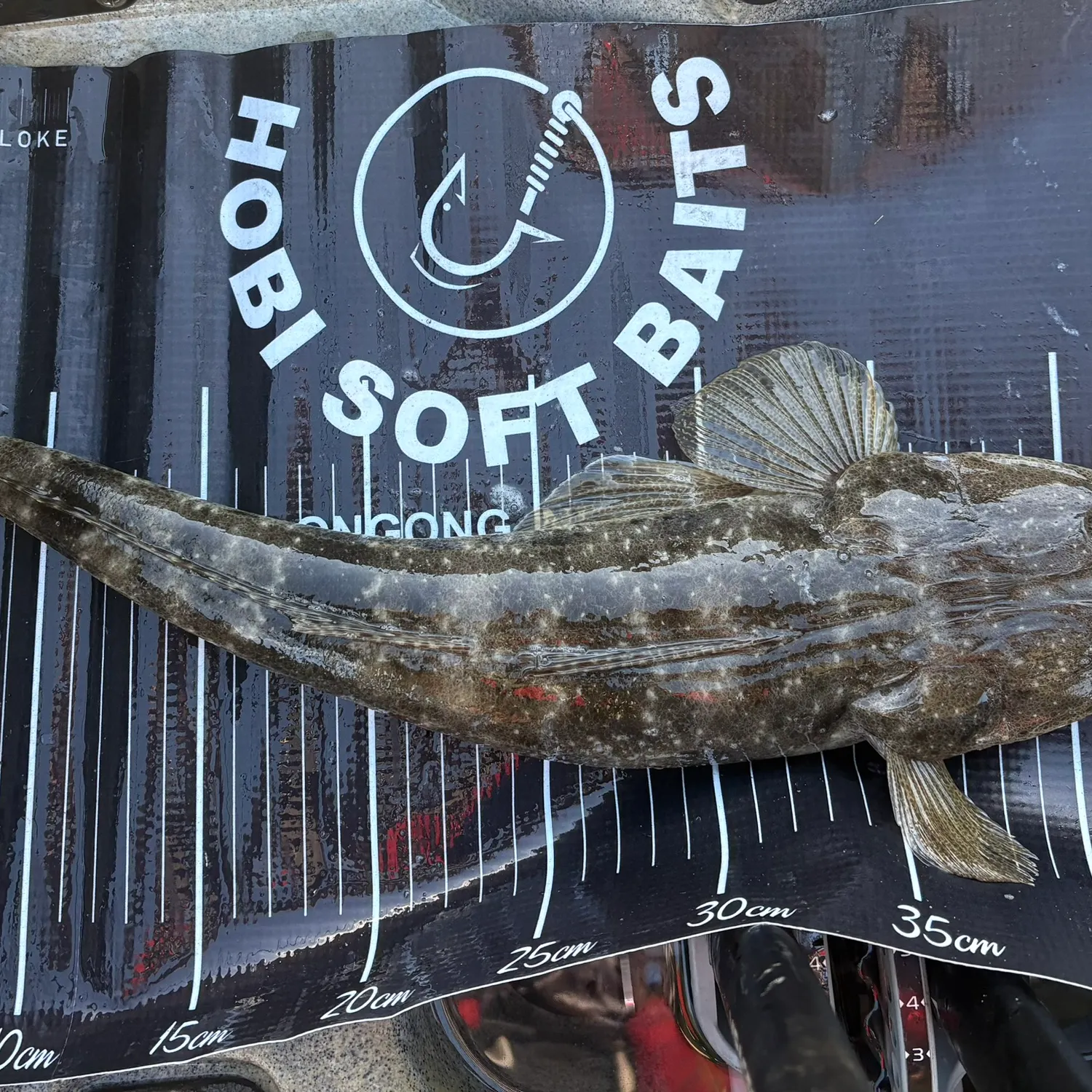 The most recent Dusky flathead catches on Fishbrain