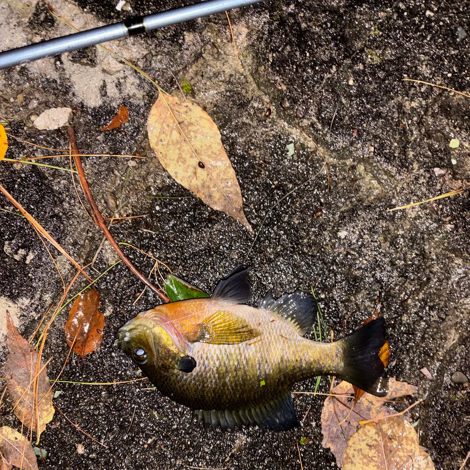 Bluegill caught on Fishbrain