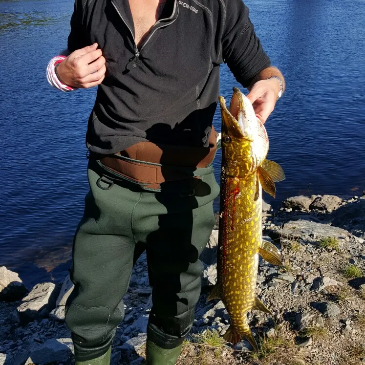 angler catch