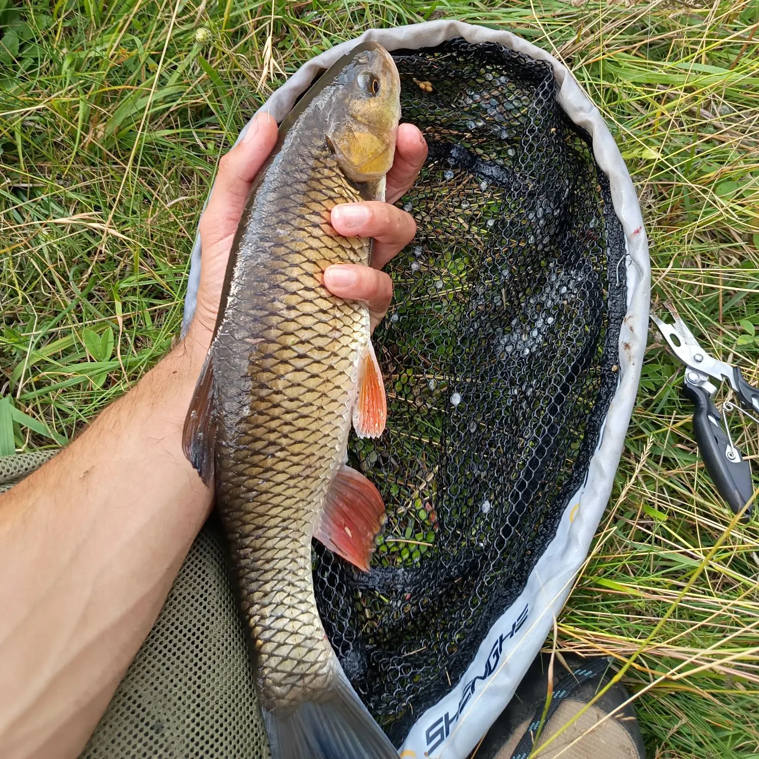 European chub caught on Fishbrain