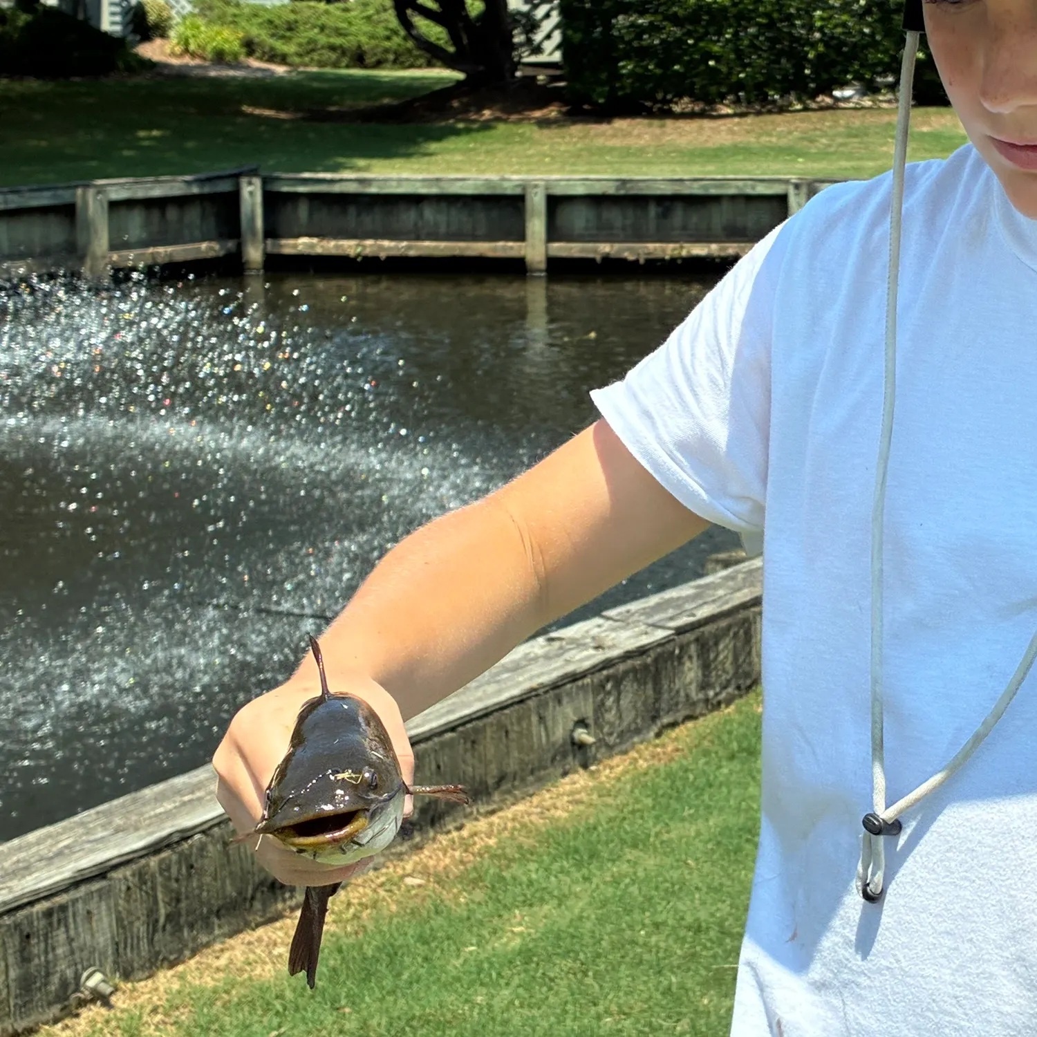 Black bullhead caught on Fishbrain