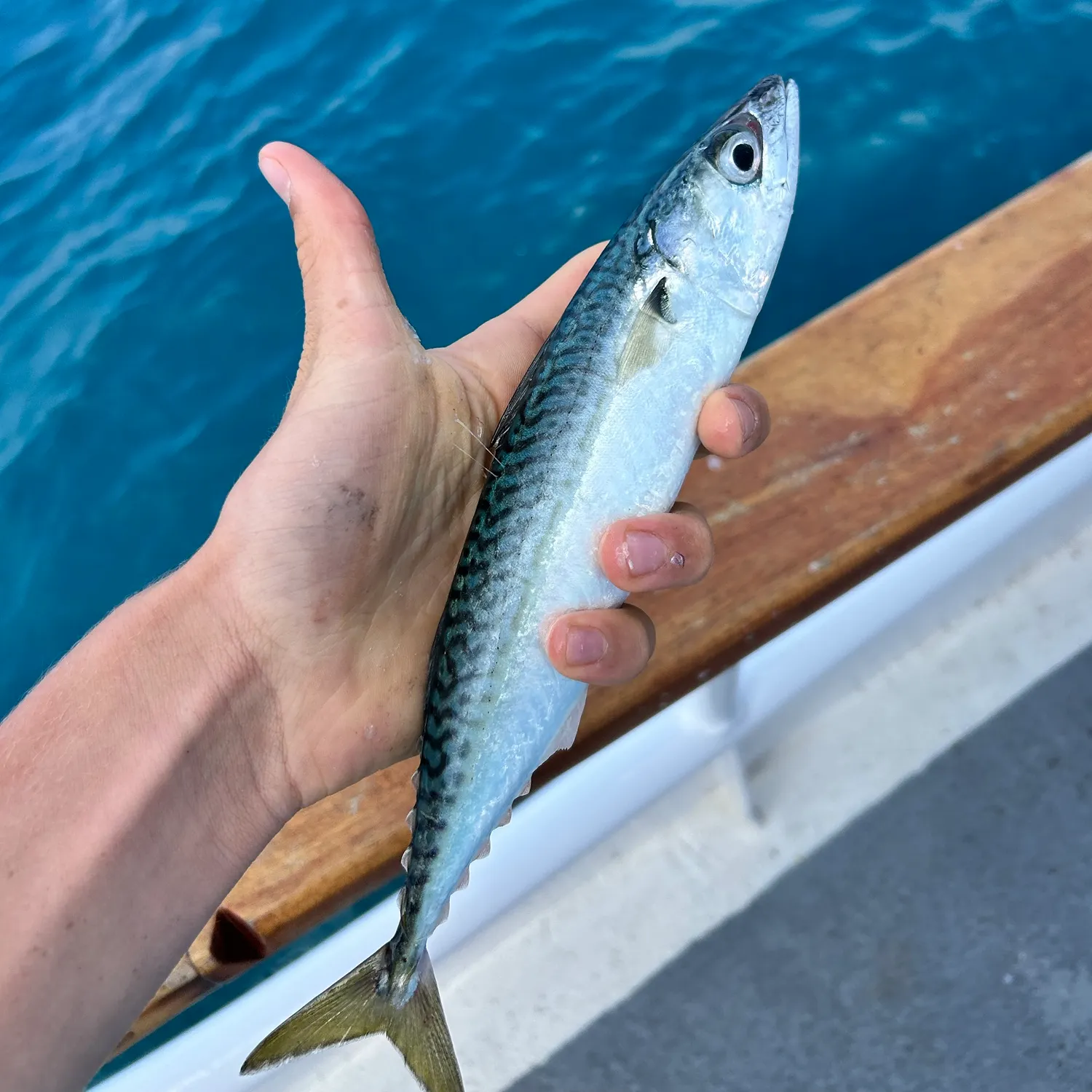 The most recent Pacific chub mackerel catches on Fishbrain