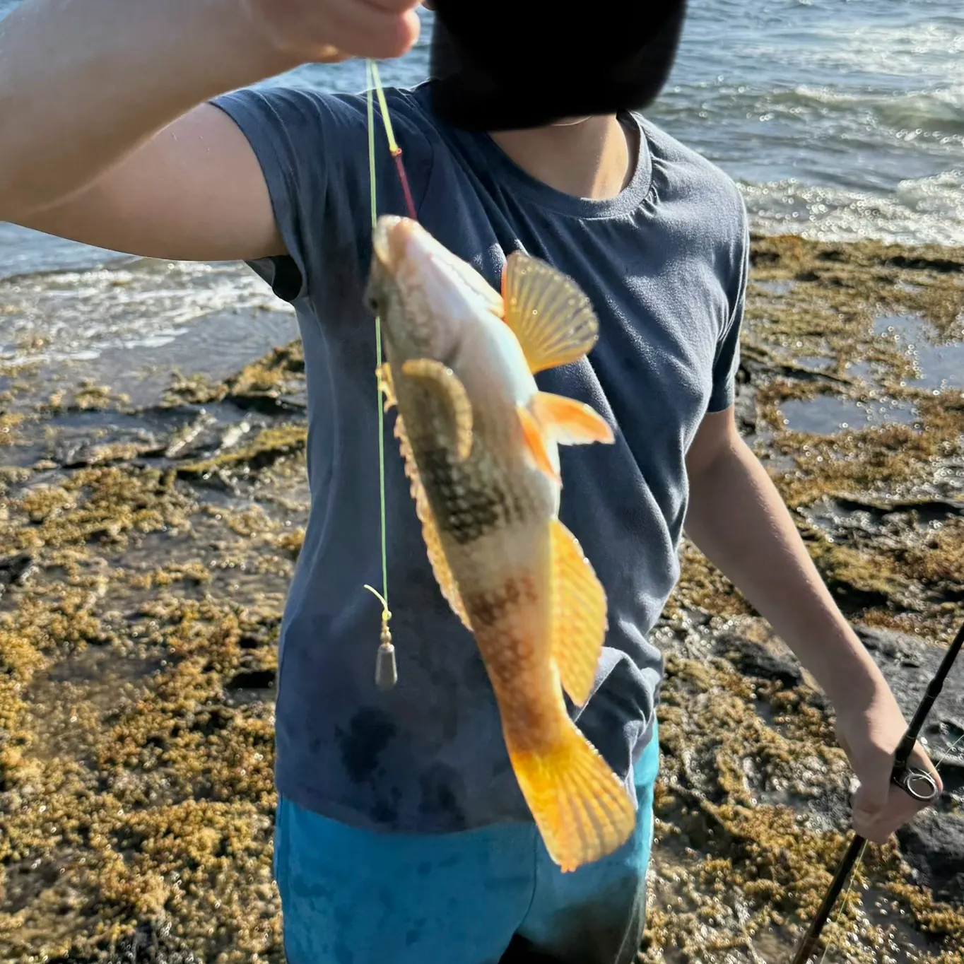 The most recent Blue-throated wrasse catches on Fishbrain