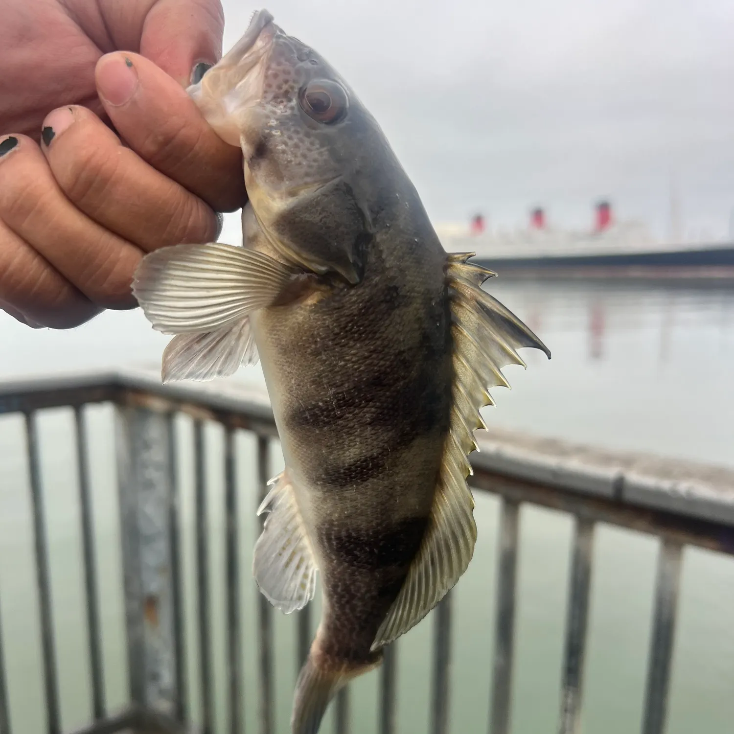 The most recent Barred sand bass catches on Fishbrain