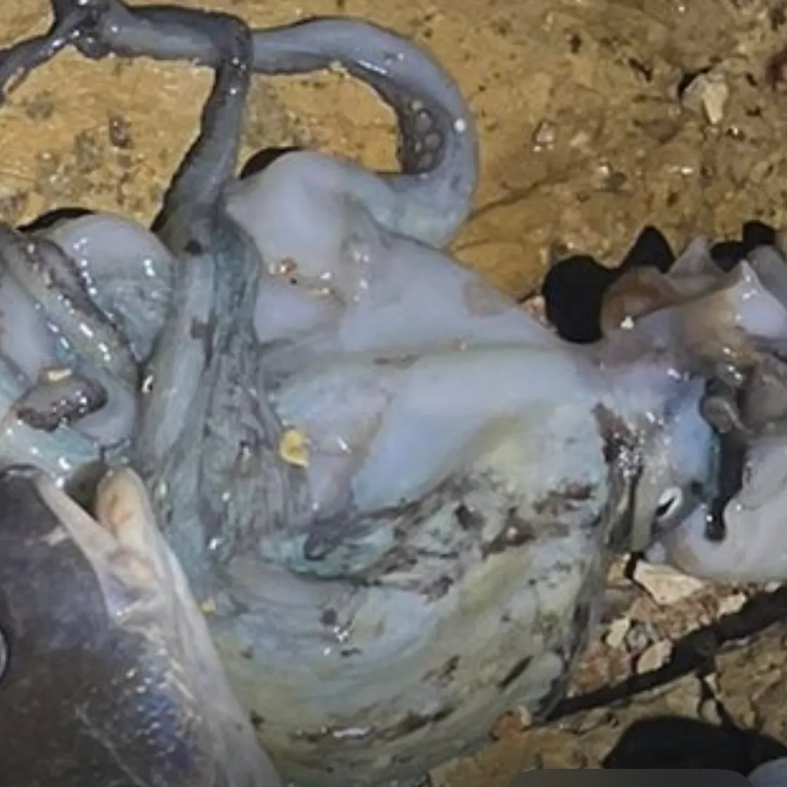 The most recent Bigfin reef squid catches on Fishbrain