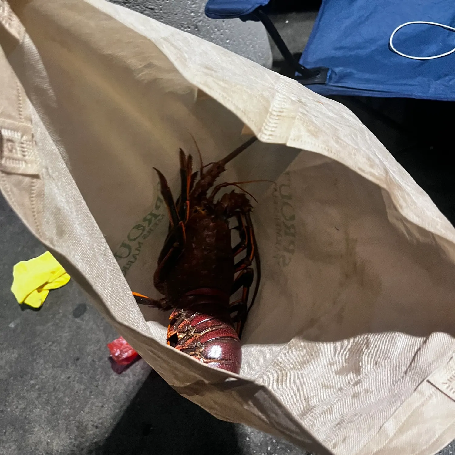 The most recent California spiny lobster catches on Fishbrain
