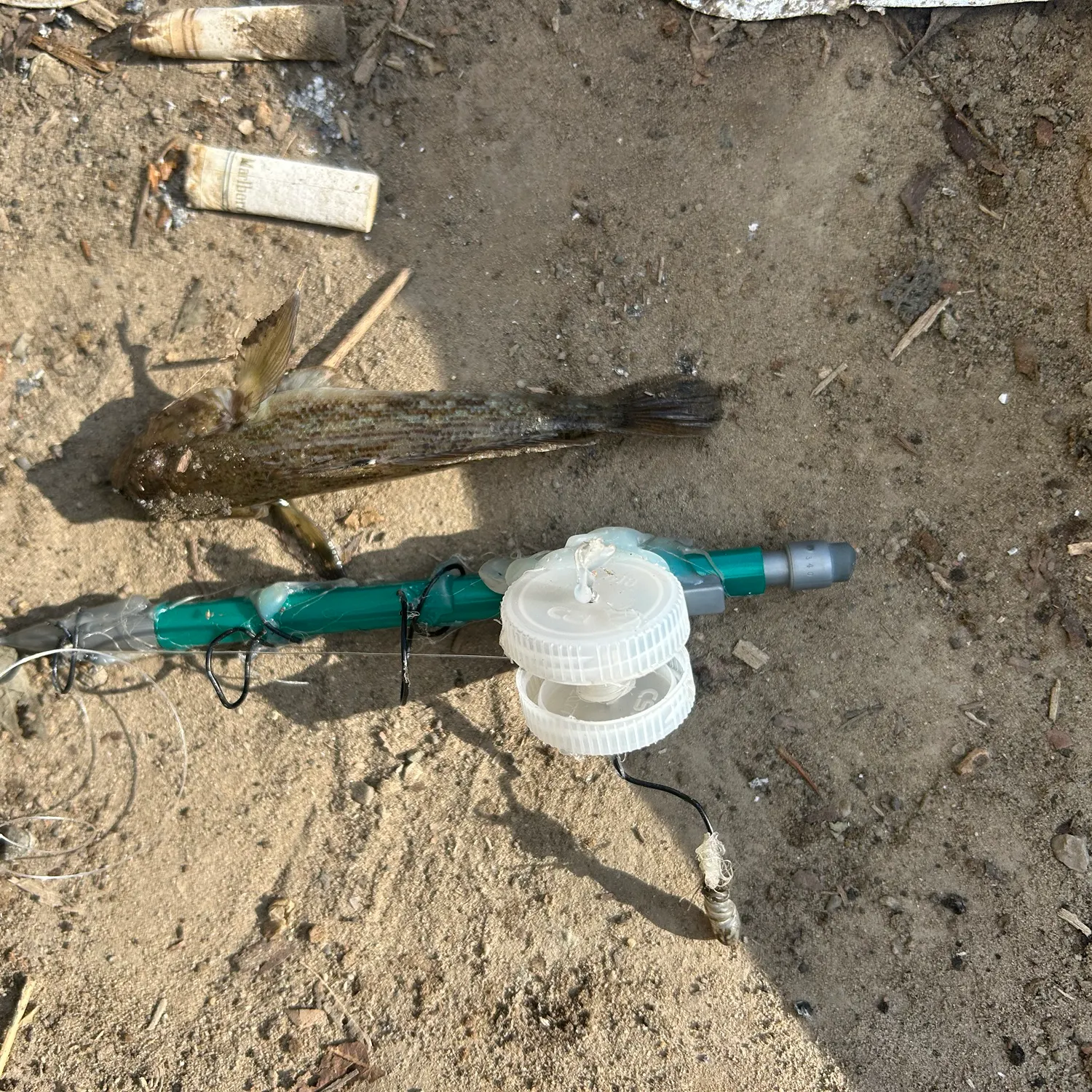 Round goby caught on Fishbrain