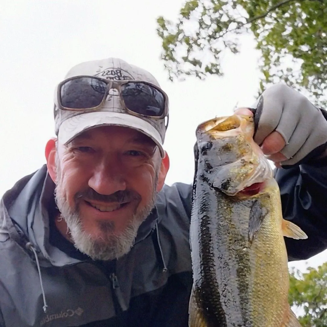 Largemouth bass caught on Fishbrain