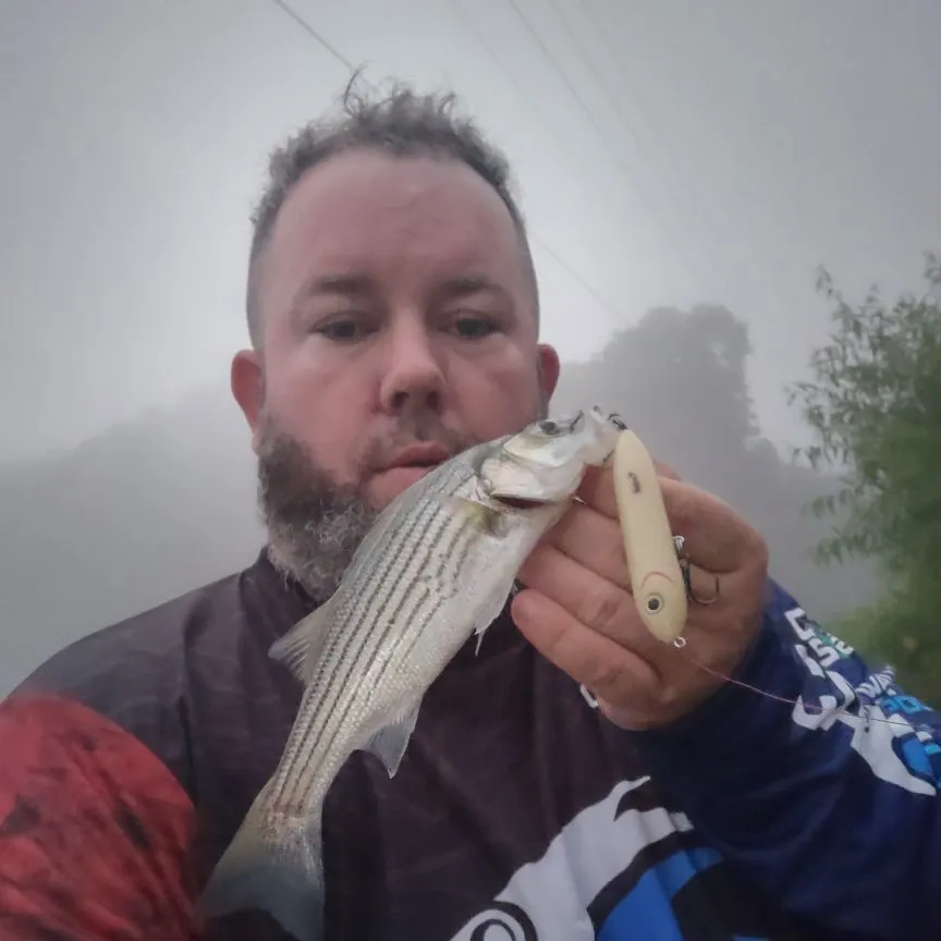 Striped bass caught on Fishbrain