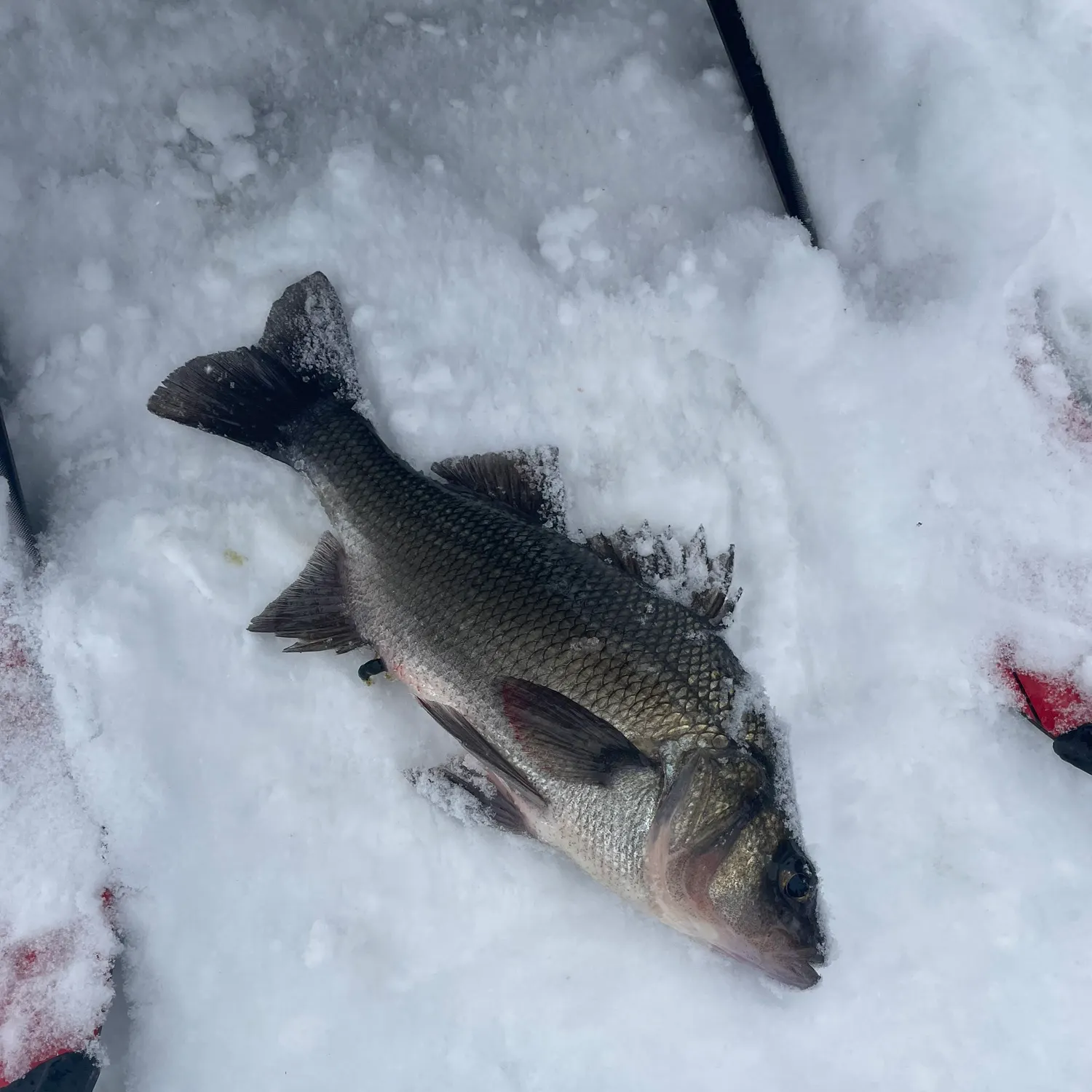 The most recent White perch catches on Fishbrain