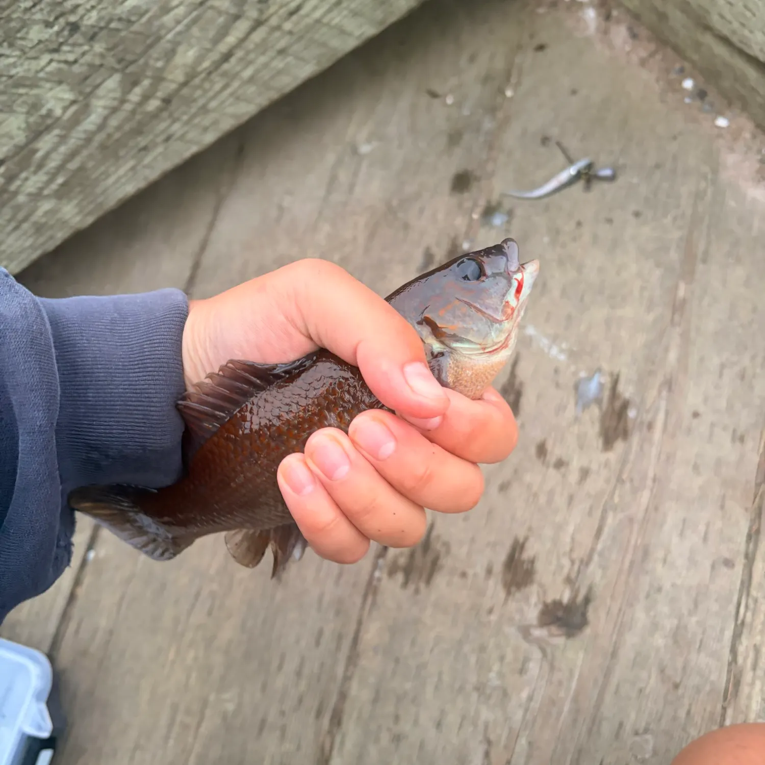 The most recent Cunner catches on Fishbrain