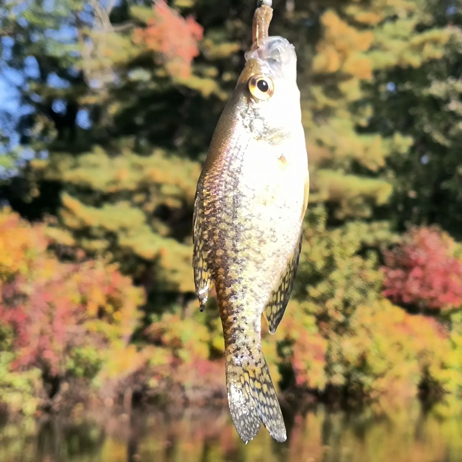 Black crappie caught on Fishbrain