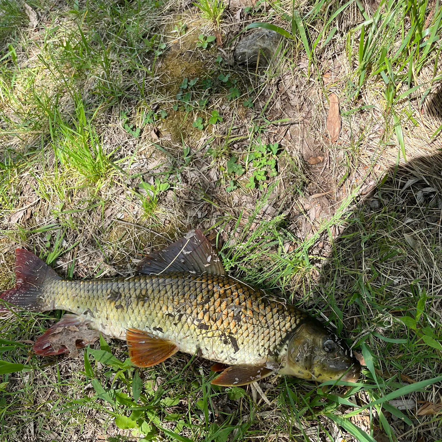 The most recent Smallmouth redhorse catches on Fishbrain