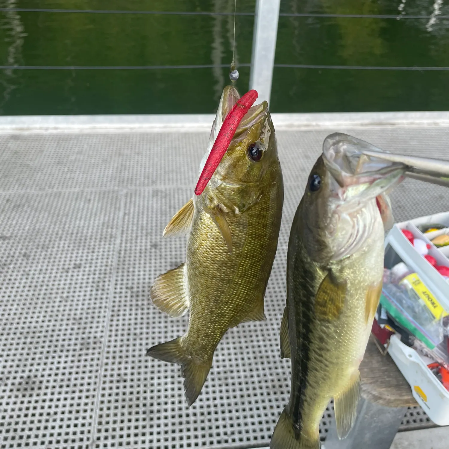 Smallmouth bass caught on Fishbrain