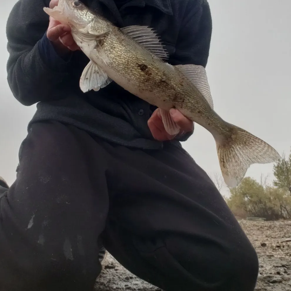 Walleye caught on Fishbrain