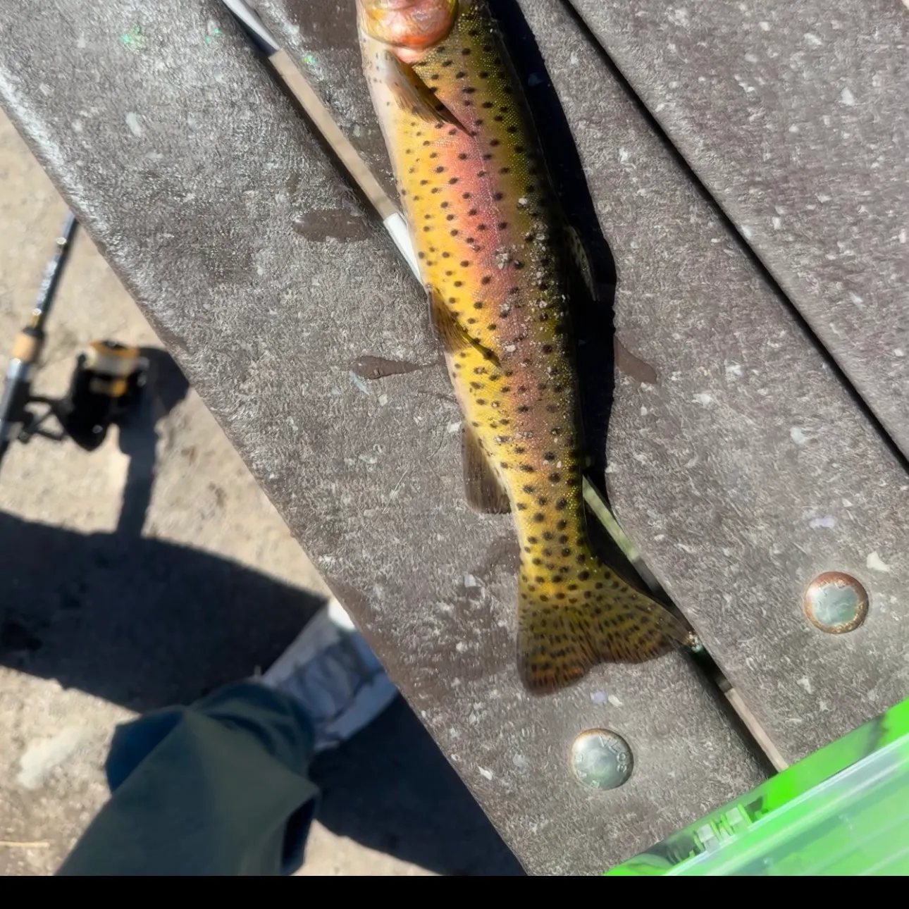 The most recent Golden trout catches on Fishbrain