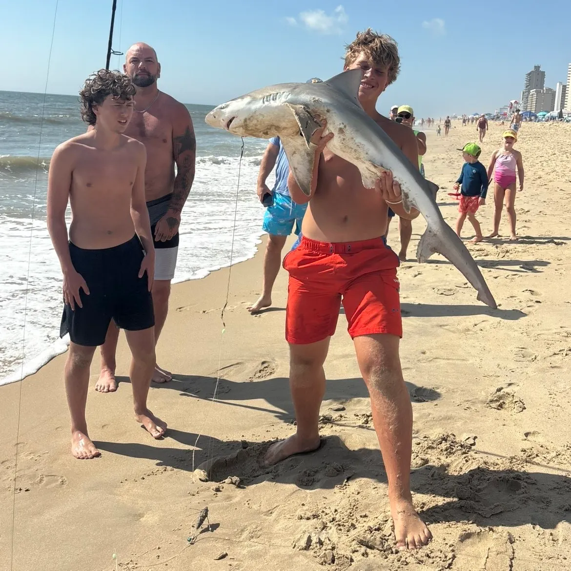 The most recent Sandbar shark catches on Fishbrain