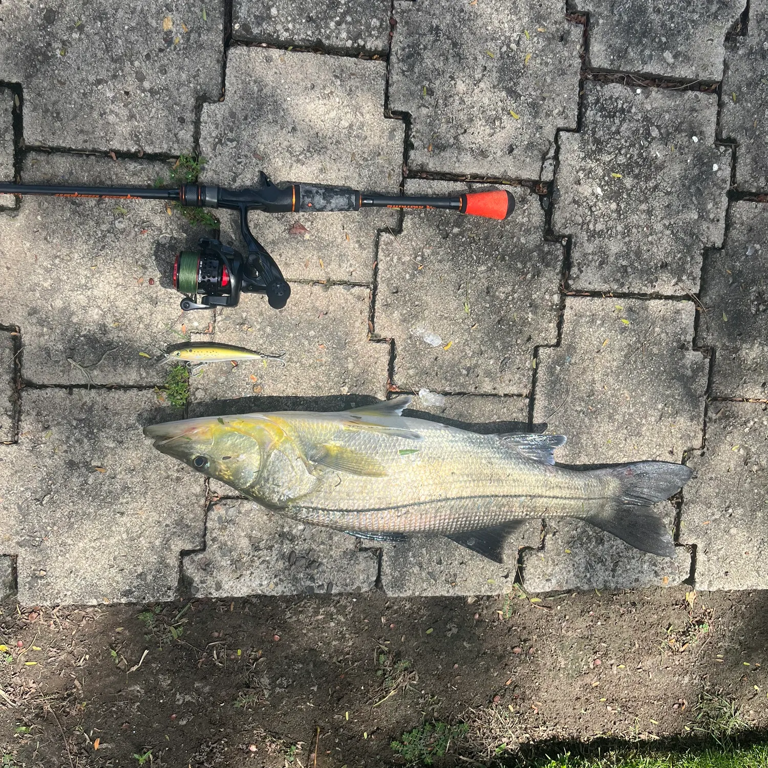 The most recent White snook catches on Fishbrain