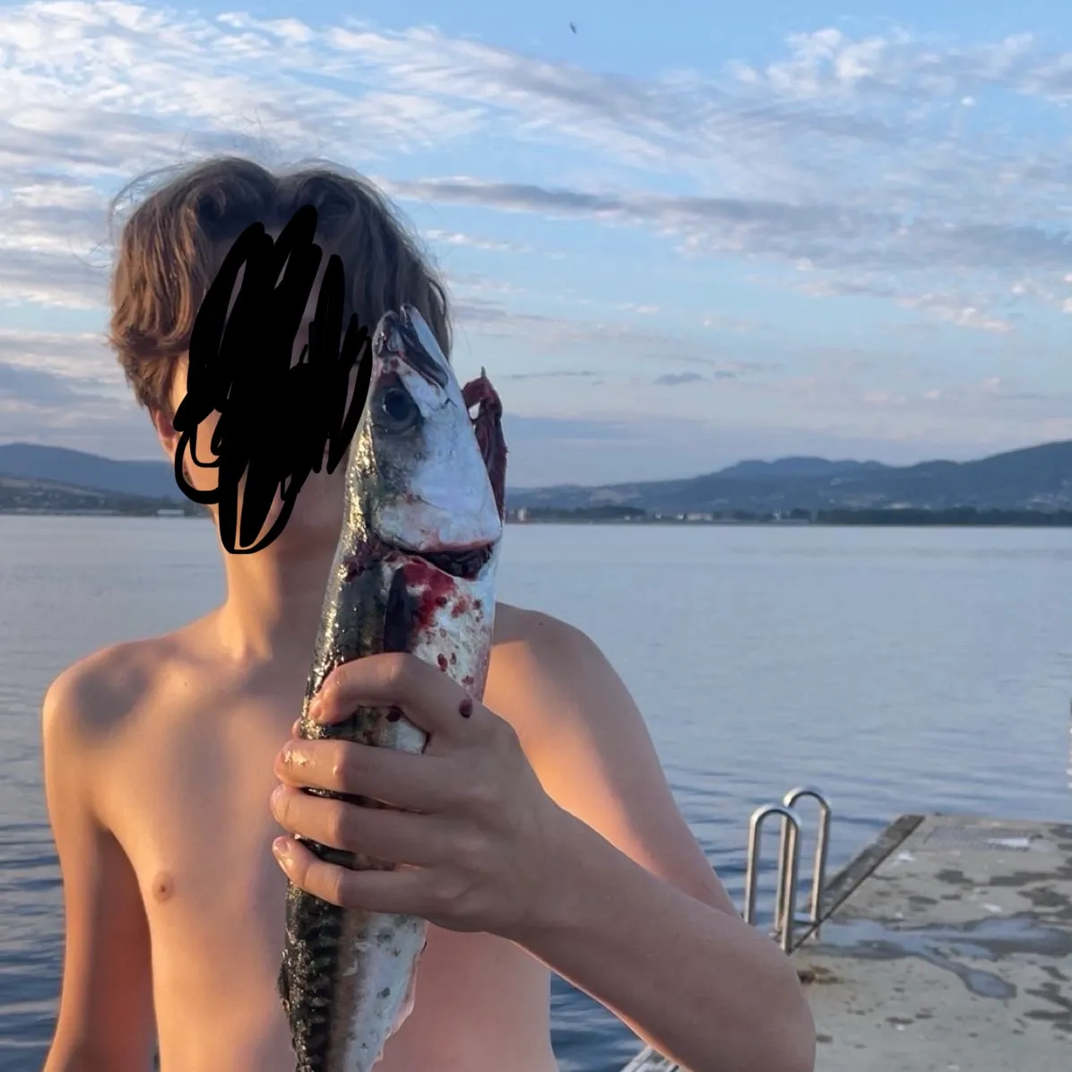 Atlantic mackerel caught on Fishbrain