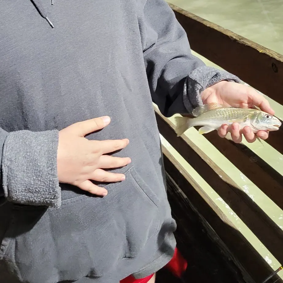 The most recent Southern kingcroaker catches on Fishbrain
