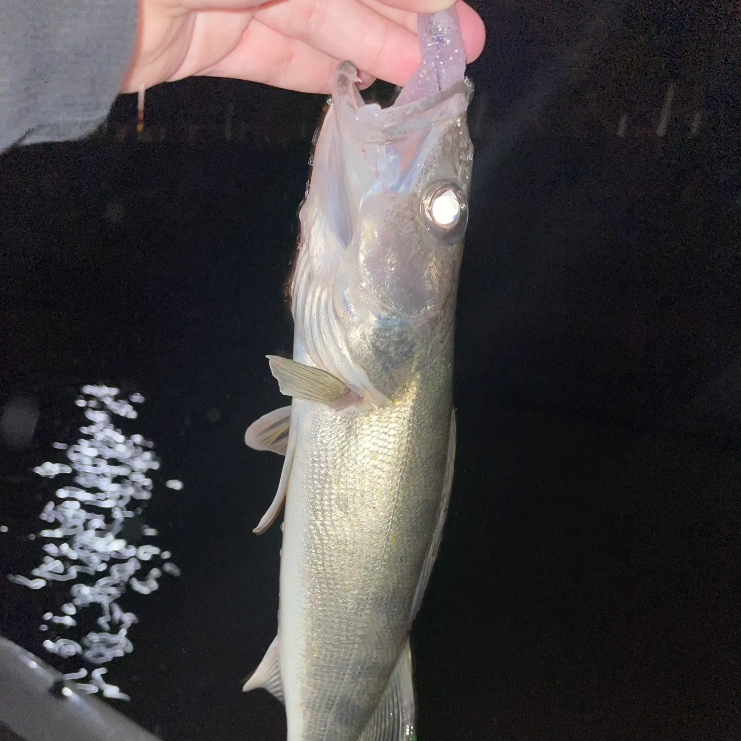 Walleye caught on Fishbrain