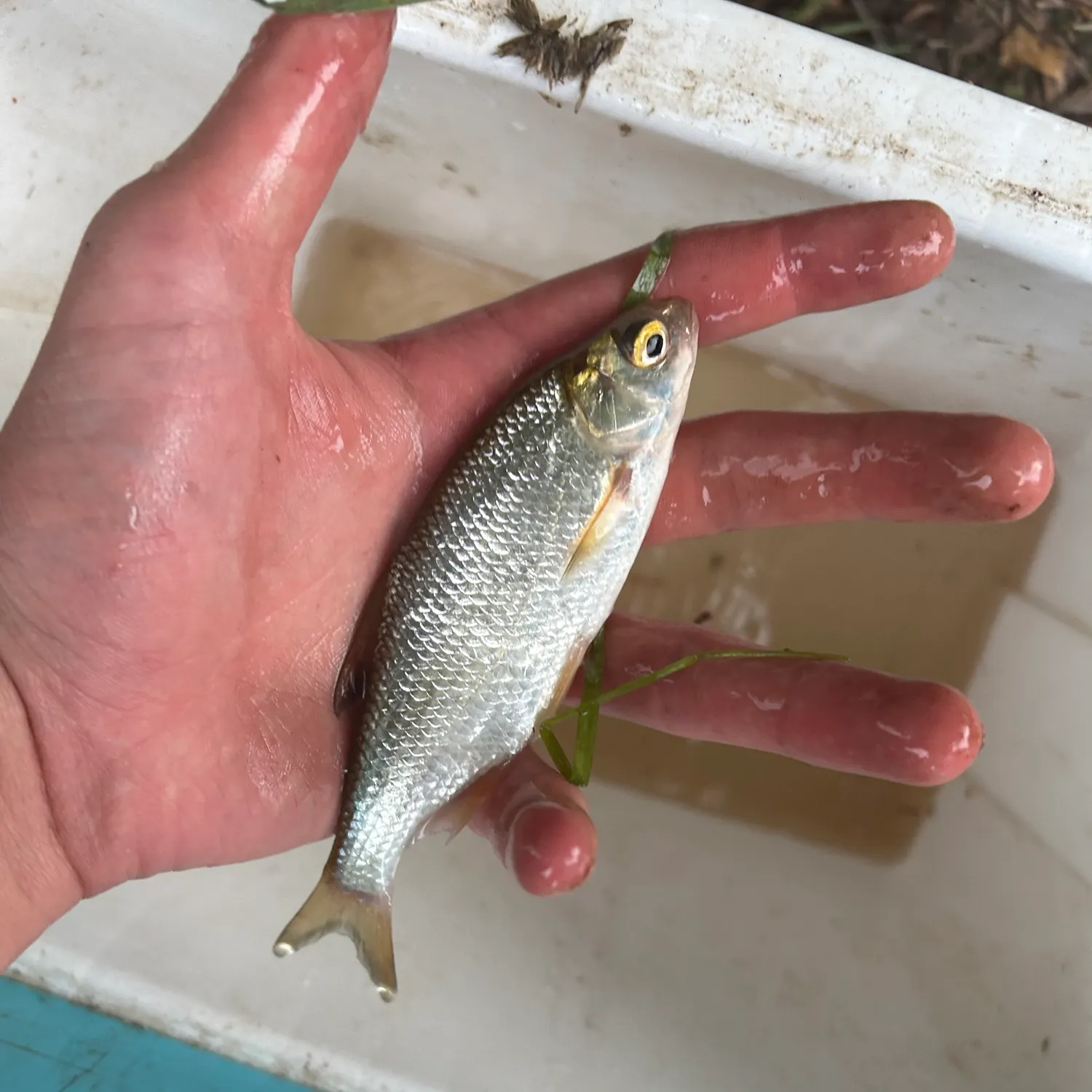 Common bream caught on Fishbrain
