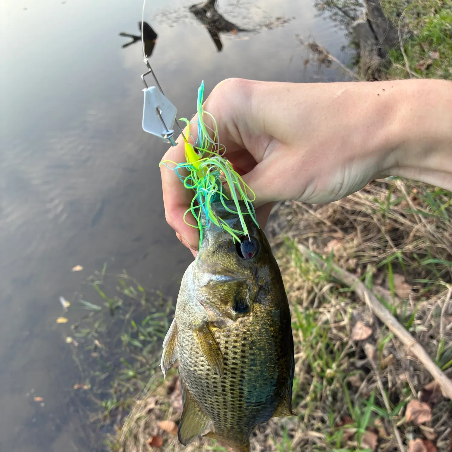 Rock bass caught on Fishbrain