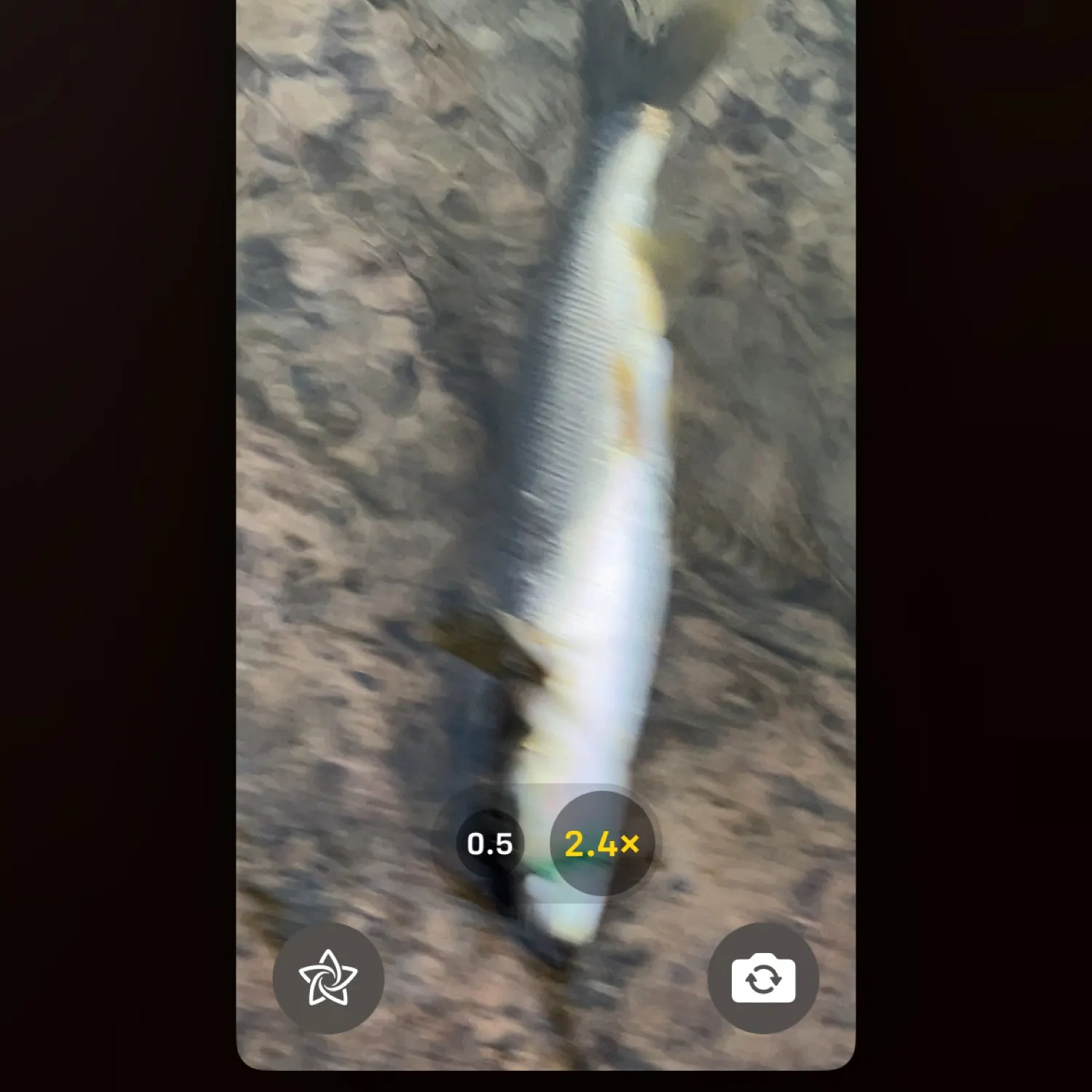 recently logged catches