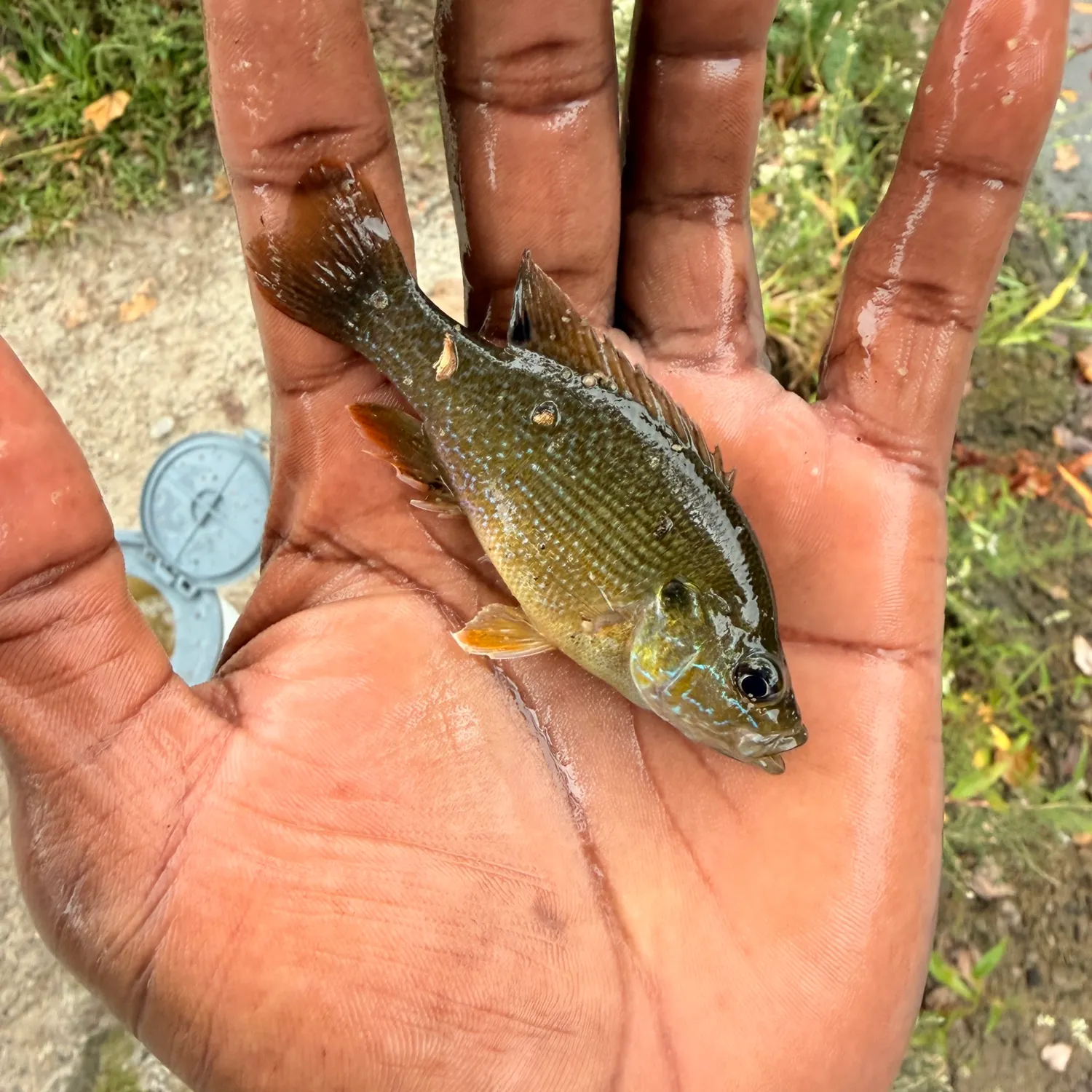 Green sunfish caught on Fishbrain